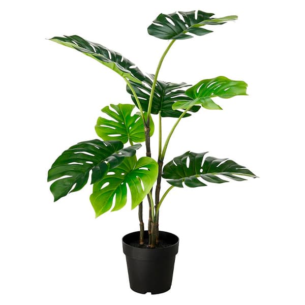 monstera-iskusstvennaya.jpg